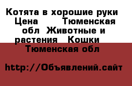 Котята в хорошие руки › Цена ­ 1 - Тюменская обл. Животные и растения » Кошки   . Тюменская обл.